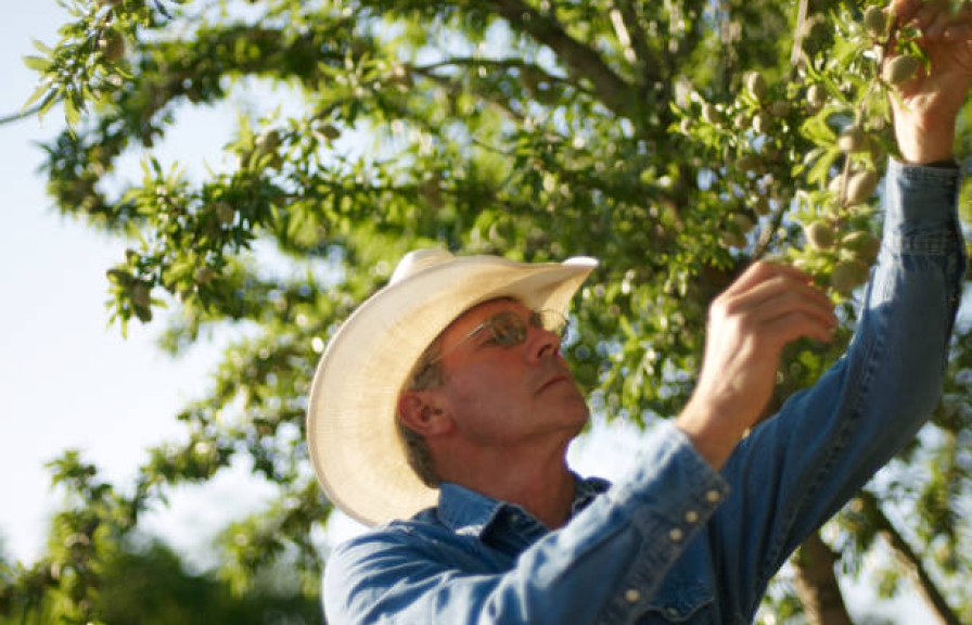 A person wearing a large sun hat closely inspects almonds growing on a tree branch.