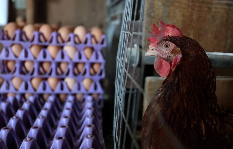 Close up of a chicken with stacks of eggs in the background. 