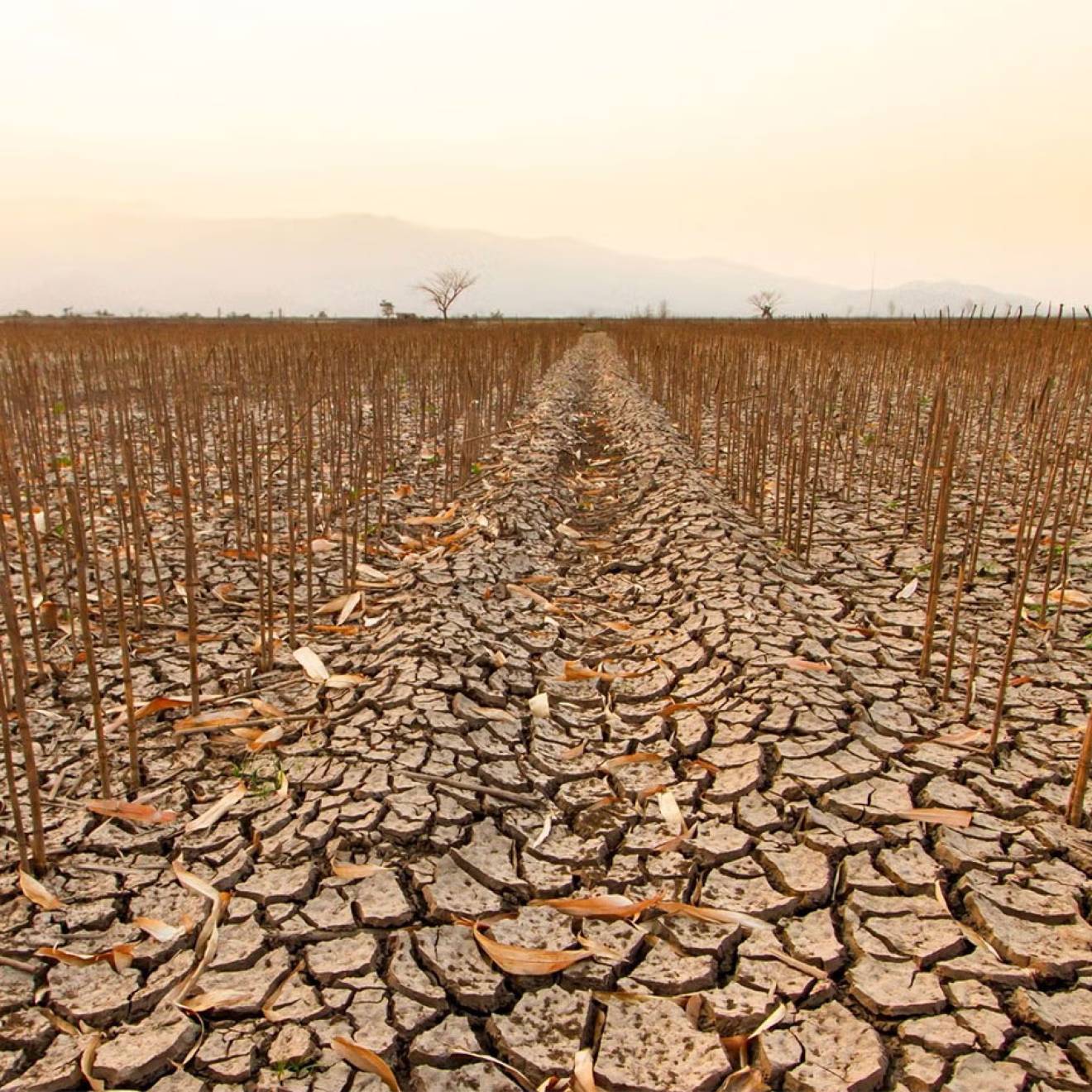 A dessicated agriculture field under a hazy sky