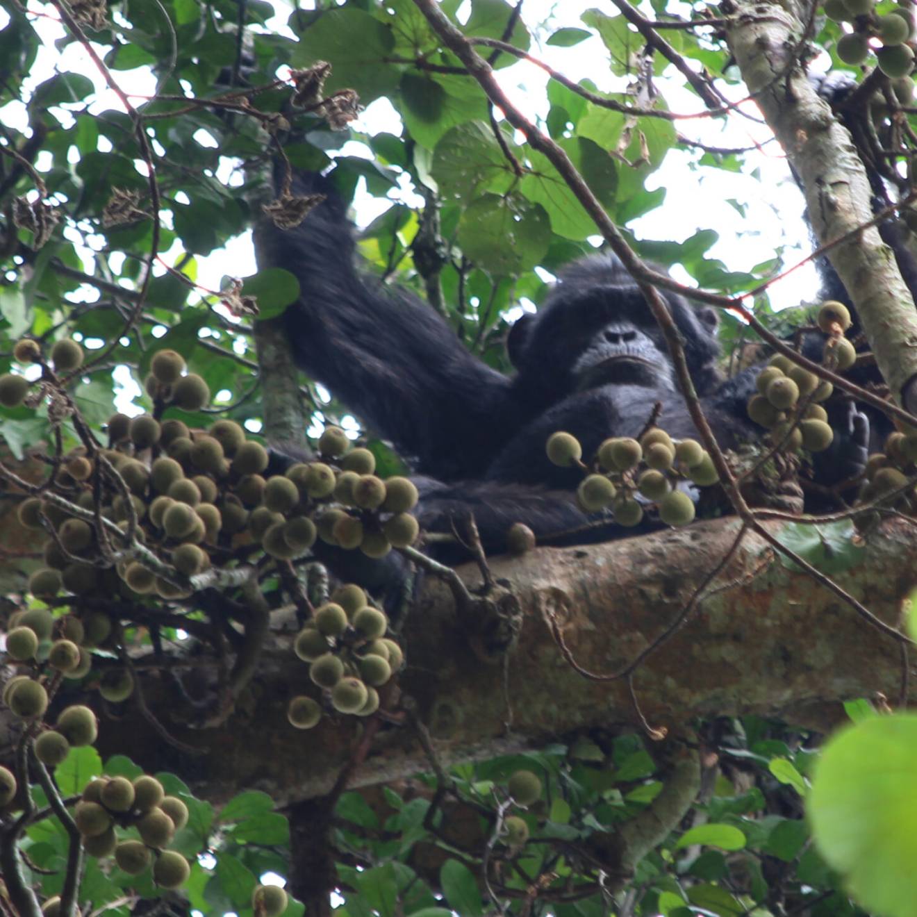 A chimpanzee in a fig tree, looking down at the camera