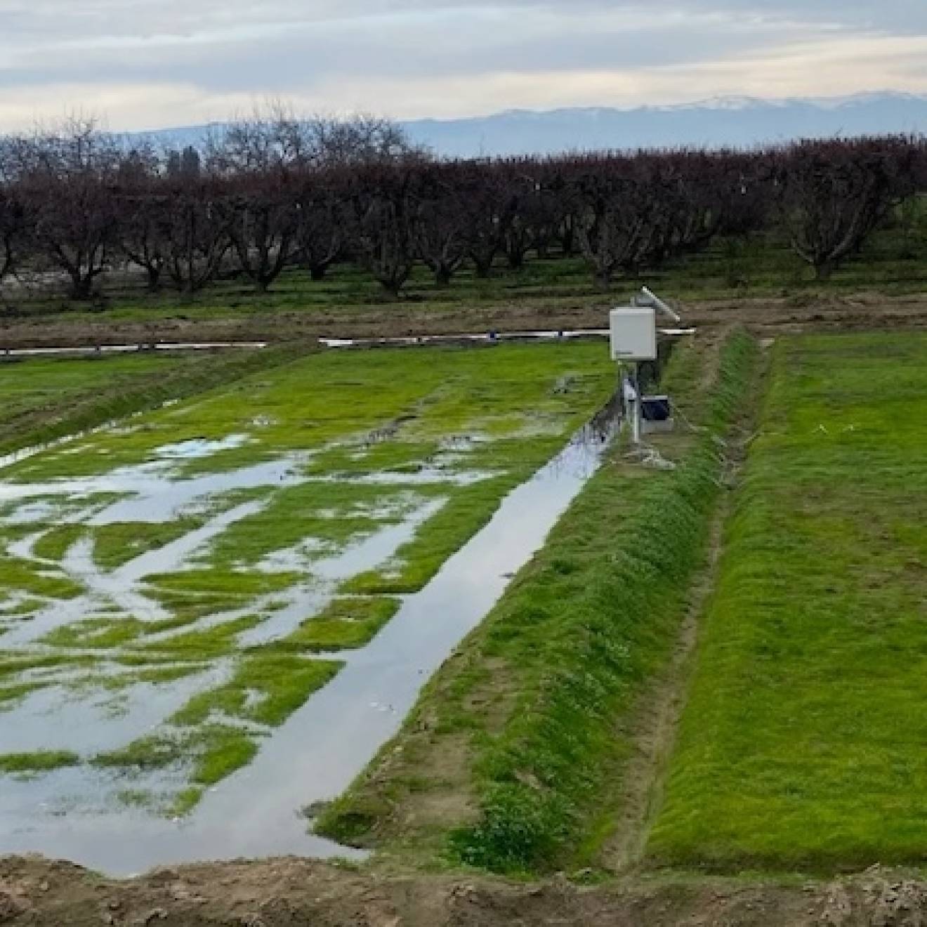 A field in an orchard somewhat flooded with water