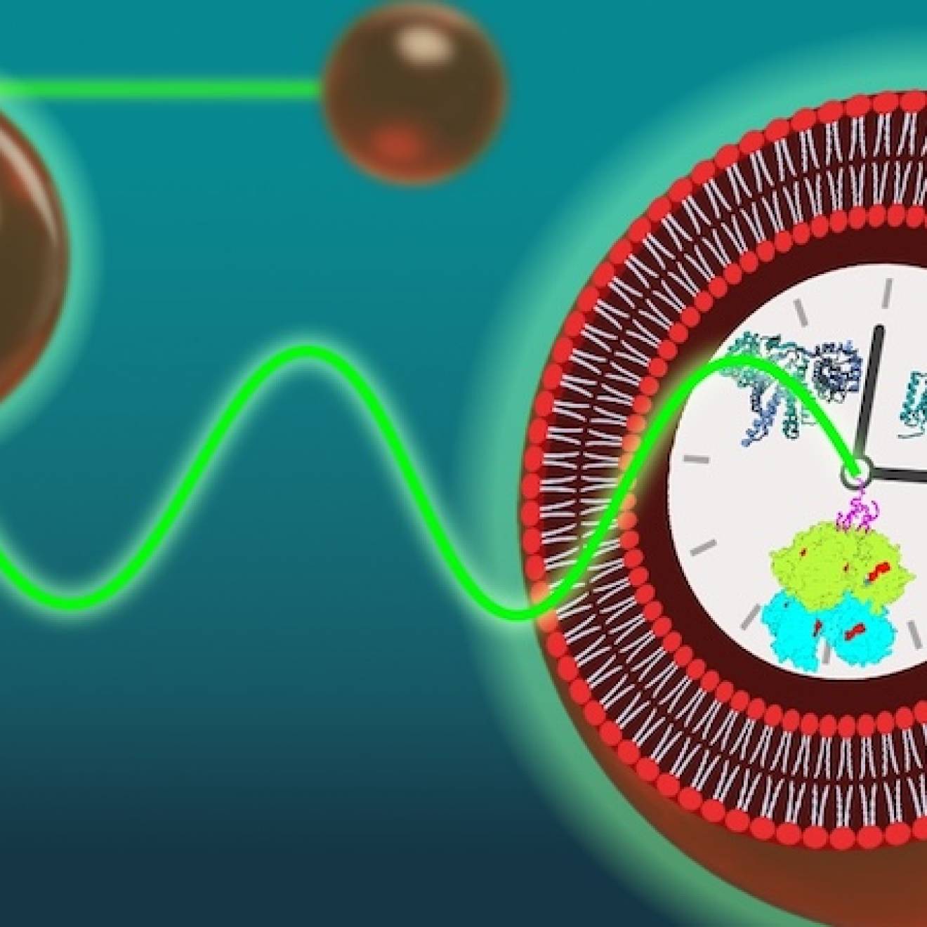 A graphic of a cell with different squiggles and clumps inside a large clock at the center; green waves and small red orbs approach it
