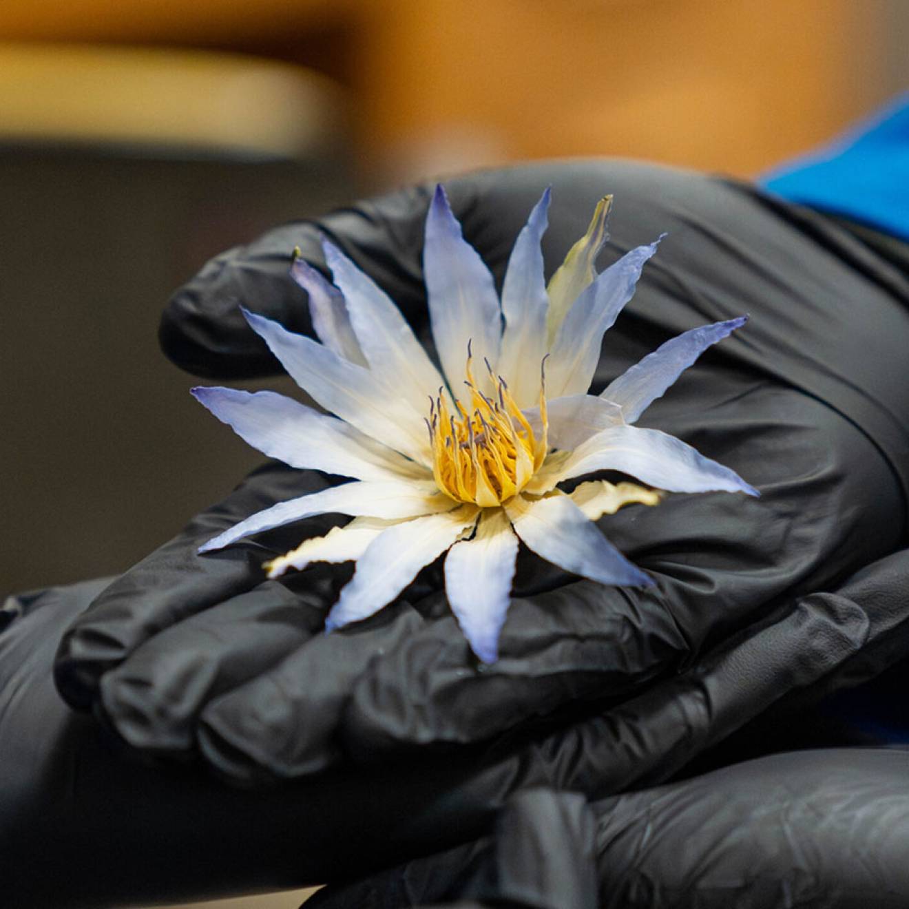 Four hands wearing black nitrile gloves and blue lab coat sleeves cradle an ornate, palm-sized flower with many petals, which are white near the center and turn blue toward the tips.