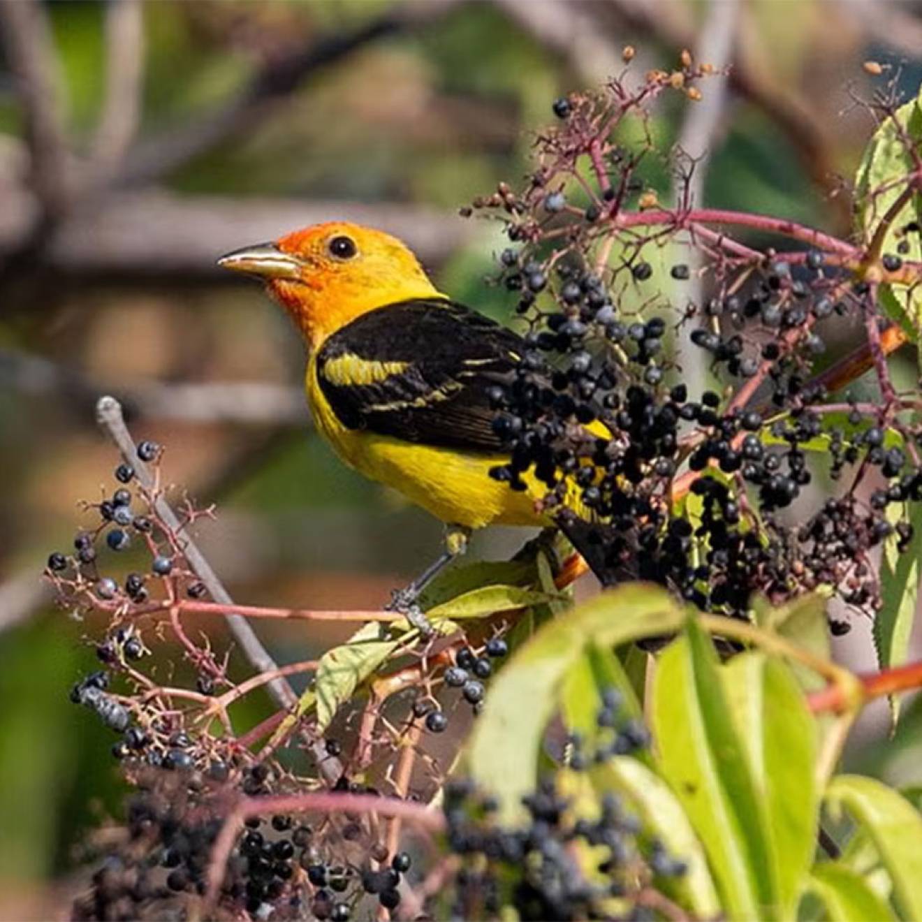 A songbird in a tree