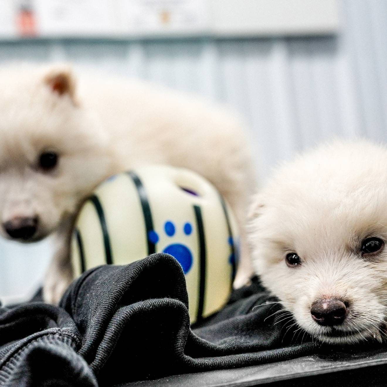 Two sleepy white wolf-like puppies look at a camera while one sits, the other lays down, on a jacket