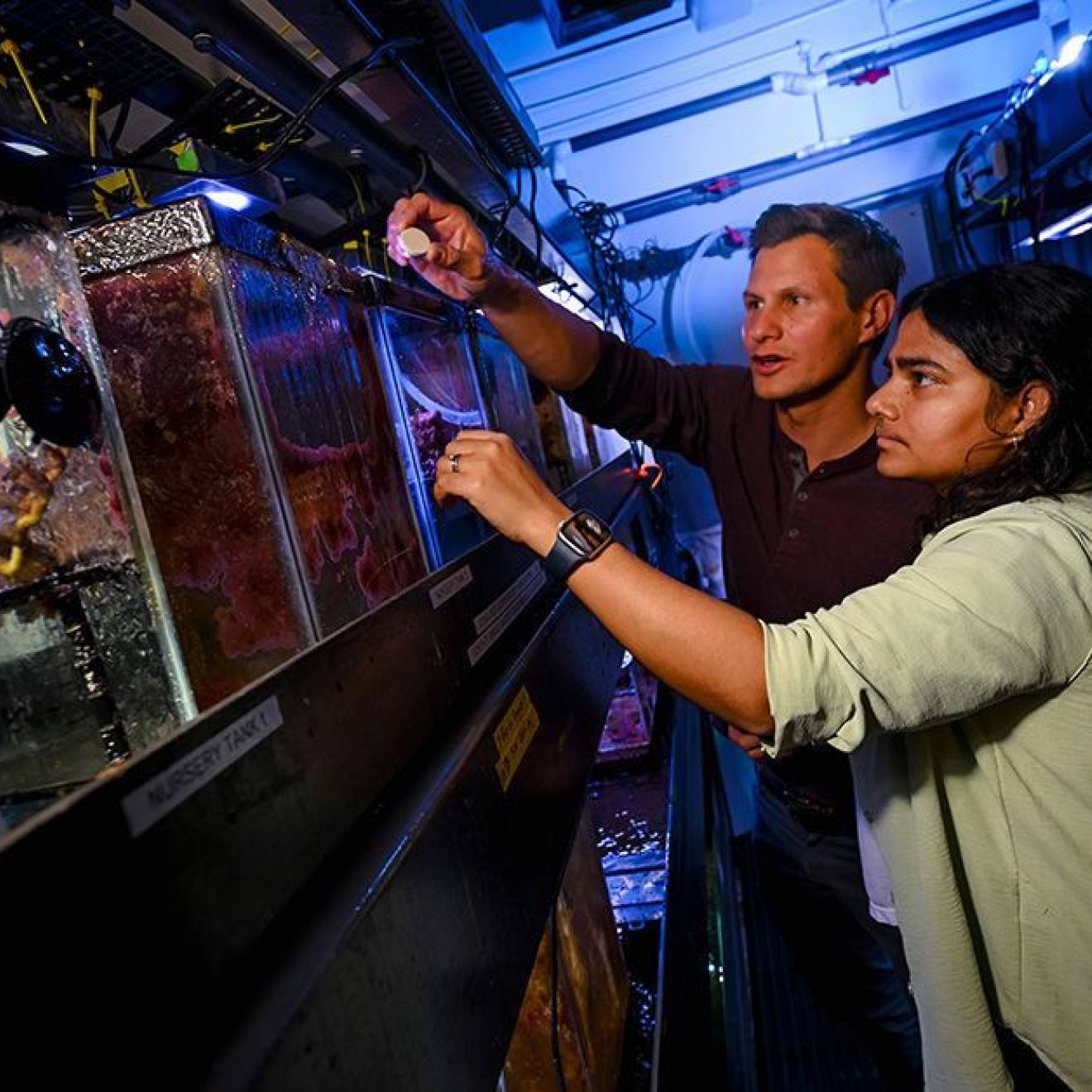 Two scientists examine coral specimens in a tank in a dark lab