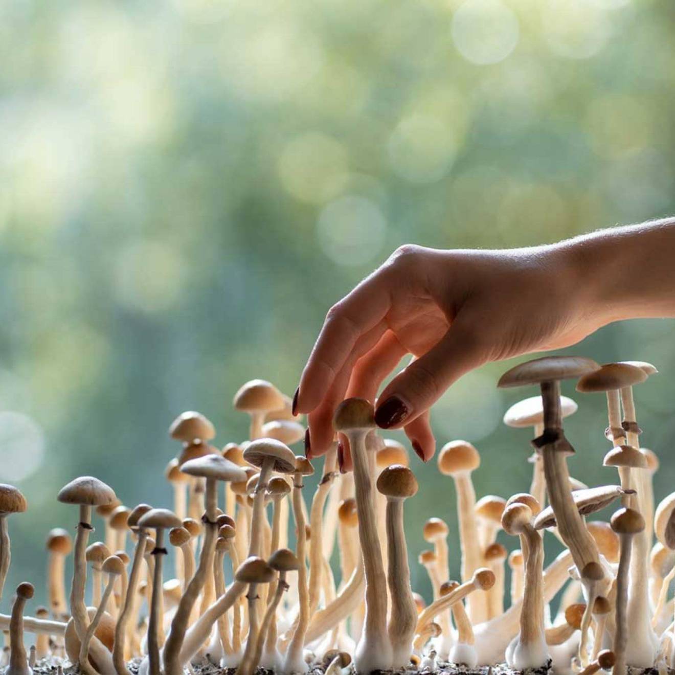 A hand reaches out toward a stand of small mushrooms