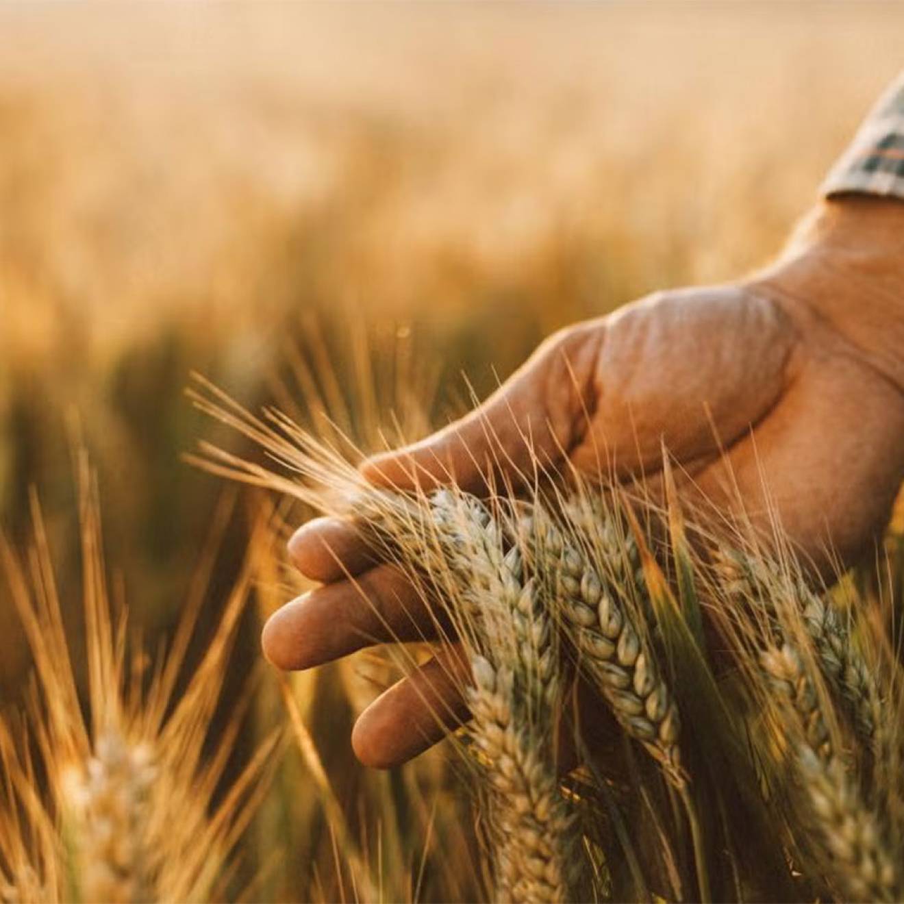 A hand holding wheat in a gold-lit field