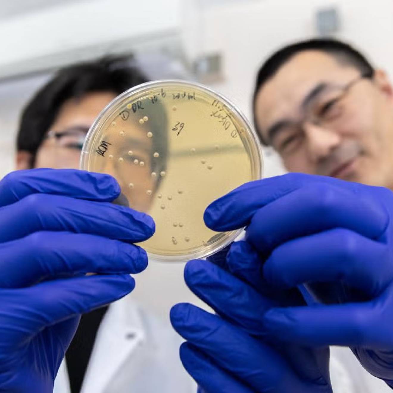 Two scientists wearing blue gloves hold up a petri dish to a camera